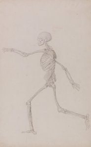 Een vergelijkende anatomische uiteenzetting van de structuur van het menselijk lichaam met dat van een tijger en een hoender: Menselijk skelet, zijaanzicht gezien vanaf links, lopend (voltooide studie voor tabel III) door George Stubbs