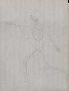 Een vergelijkende anatomische uiteenzetting van de structuur van het menselijk lichaam met dat van een tijger en een hoender: Menselijke figuur, zijaanzicht door George Stubbs
