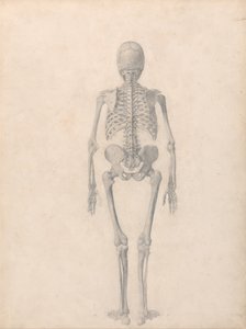 Een vergelijkende anatomische uiteenzetting van de structuur van het menselijk lichaam met dat van een tijger en een hoender: Menselijk skelet, achteraanzicht (voltooide studie voor tabel II) door George Stubbs