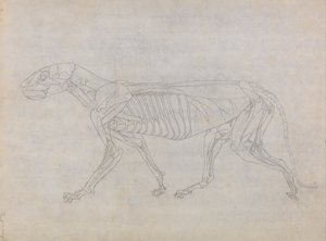 Een vergelijkende anatomische uiteenzetting van de structuur van het menselijk lichaam met dat van een tijger en een hoender: Tijgerlichaam, zijaanzicht door George Stubbs