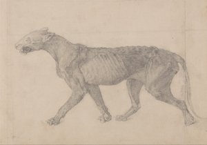 Een vergelijkende anatomische uiteenzetting van de structuur van het menselijk lichaam met dat van een tijger en een hoender: Tiger Body, Lateral View (Eerste van negen tekeningen van een ander exemplaar van tijger) door George Stubbs
