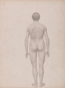 Een vergelijkende anatomische uiteenzetting van de structuur van het menselijk lichaam met dat van een tijger en een hoender: Menselijke figuur, achteraanzicht, niet ontleed (voltooide studie voor tabel VII) door George Stubbs