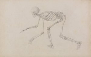 Een vergelijkende anatomische uiteenzetting van de structuur van het menselijk lichaam met dat van een tijger en een hoender: Menselijk skelet, zijaanzicht (in kruiphouding; voltooide studie voor een ongepubliceerde tabel) door George Stubbs