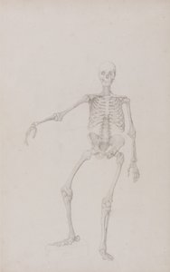 Een vergelijkende anatomische uiteenzetting van de structuur van het menselijk lichaam met dat van een tijger en een hoender: Menselijk skelet, vooraanzicht (rechterarm gestrekt; voltooide studie voor ongepubliceerde tabel) door George Stubbs