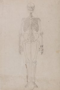 Een vergelijkende anatomische uiteenzetting van de structuur van het menselijk lichaam met dat van een tijger en een hoender:  Menselijk skelet, vooraanzicht (Eindstudie) door George Stubbs