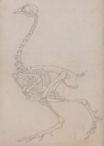 Een vergelijkende anatomische uiteenzetting van de structuur van het menselijk lichaam met dat van een tijger en een hoender:  Fowl Skeleton, Lateral View (Schets van het skelet gemaakt voor de sleutelfiguur bij Tabel V) door George Stubbs