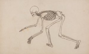 Een vergelijkende anatomische uiteenzetting van de structuur van het menselijk lichaam met dat van een tijger en een hoender: Menselijk skelet, zijaanzicht door George Stubbs