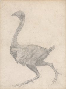 Een vergelijkende anatomische uiteenzetting van de structuur van het menselijk lichaam met dat van een tijger en een hoender: Hoender, zijaanzicht, met verwijderde huid en onderliggende vliezen (voltooide studie voor tabel XV) door George Stubbs