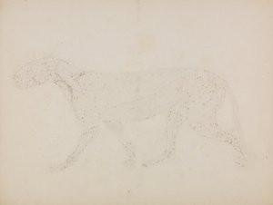 Een vergelijkende anatomische uiteenzetting van de structuur van het menselijk lichaam met dat van een tijger en een hoender: Tiger Body, Lateral View (Studie van de bovenste spierlagen en hun bloedvoorziening, voorbereid voor de sleutelfiguur bij Tabel XI door George Stubbs