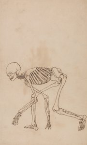 Een vergelijkende anatomische uiteenzetting van de structuur van het menselijk lichaam met dat van een tijger en een hoender: Menselijk skelet, zijaanzicht door George Stubbs