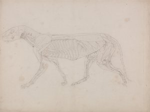 Een vergelijkende anatomische uiteenzetting van de structuur van het menselijk lichaam met dat van een tijger en een hoender: Tijgerlichaam, zijaanzicht door George Stubbs