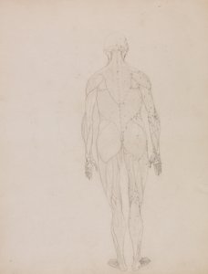 Een vergelijkende anatomische uiteenzetting van de structuur van het menselijk lichaam met dat van een tijger en een hoender: Figuur van de mens, achteraanzicht (schetstekening voor sleutelfiguur bij tabel XII) door George Stubbs