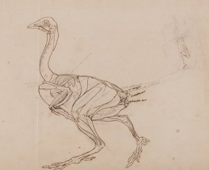 Een vergelijkende anatomische uiteenzetting van de structuur van het menselijk lichaam met dat van een tijger en een hoen:  Dorking Hen Lichaam, zijaanzicht (schematische tekening van de spieren) door George Stubbs
