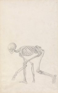 Een vergelijkende anatomische uiteenzetting van de structuur van het menselijk lichaam met dat van een tijger en een hoender: Menselijk skelet, zijaanzicht (in hurkhouding; voltooide studie voor een ongepubliceerde tabel) door George Stubbs