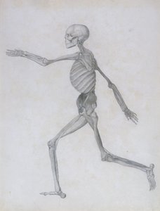 Een Vergelijkende Anatomische Expositie van de Structuur van het Menselijk Lichaam met die van een Tijger en een Gewone Vogel: Menselijke figuur, Zijaanzicht, 1795-1806 door George Stubbs