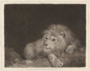 Een leeuw [Een liggende leeuw]
