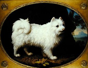 Een Witte Spitz, c.1770