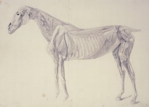 Diagram uit De Anatomie van het Paard door George Stubbs