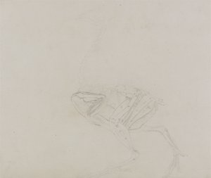 Dorking Hen Lichaam, Lateraal Aanzicht, uit Een Vergelijkende Anatomische Expositie van de Structuur van het Menselijk Lichaam met die van een Tijger en een Gewone Kip, 1795-1806 door George Stubbs