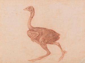 Dorking Hen, zijaanzicht door George Stubbs