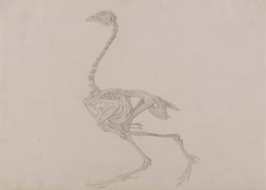 Dorking hen skelet, lateraal zicht (voltooide studie voor een onuitgegeven tabel) door George Stubbs