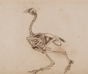 Dorking hen skelet, lateraal aanzicht (Waarschijnlijk voorbereid voor een onuitgegeven sleutelafbeelding)
