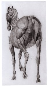 Dorsaal Aanblik van de Spierstructuur van een Geleidelijk Ontleed Paard, studie Nr. 7 uit De Anatomie van het Paard, 1766