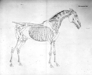 Vijfde anatomische tafel, uit 