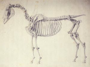 Vijfde Anatomische Tafel, uit 