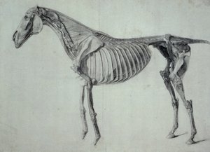 Afgewerkte studie voor de vijfde anatomische tafel van een paard (grafiet op papier) door George Stubbs