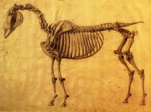 Afgewerkte studie voor de eerste skeletafel van een paard, c. 1766 door George Stubbs