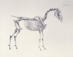 Eerste Skelet Tafel, uit De Anatomie van het Paard