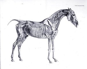 Vierde anatomische tafel, uit 