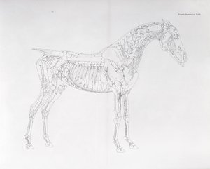 Vierde Anatomische Tafel, uit 