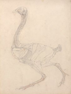 Vogellichaam, lateraal zicht (studie voor de sleutel figuur naar tabel XV)