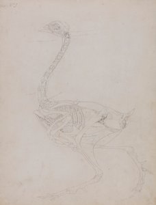 Vogellichaam, zijaanzicht door George Stubbs