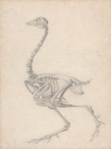 Vogelskelet, zijaanzicht (Voltooide studie voor Tafel V) door George Stubbs