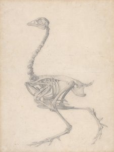 Vogel Skelet, Lateraal Aanzicht (Voltooide Studie voor Tafel V) door George Stubbs