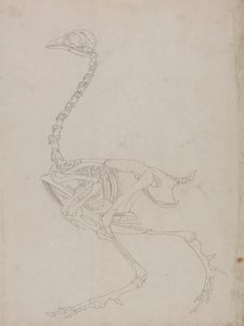 Vogel skelet, zijaanzicht (omtrektekening van het skelet) door George Stubbs