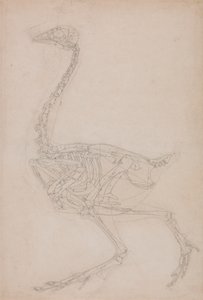 Vogelskelet, zijaanzicht (Waarschijnlijk basisstudie van de verhoudingen van het vogelskelet gebruikt voor andere tekeningen) door George Stubbs