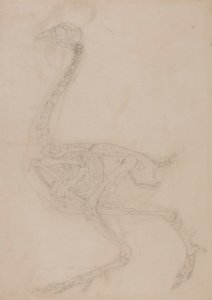 Vogel skelet, lateraal aanzicht door George Stubbs
