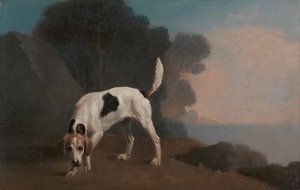 Foxhound