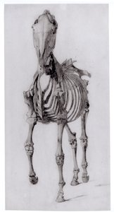 Vooraanzicht van het Skelet van een Paard, studie Nr. 10 uit De Anatomie van het Paard, 1766
