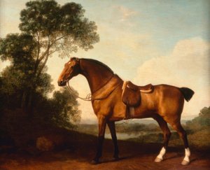 Een gezadelde Bay Hunter