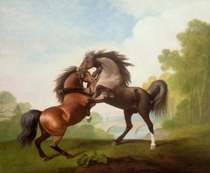 Paarden die Vechten