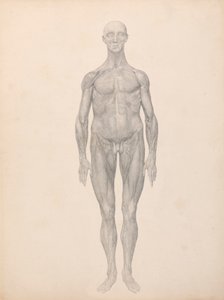 Menselijke Figuur, Vooraanzicht, Huid en Onderliggende Fasciale Lagen Verwijderd (Voltooide Studie voor Tabel XI) door George Stubbs