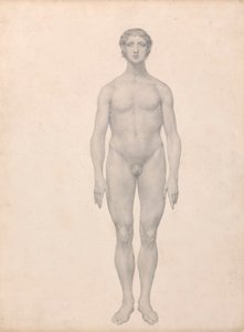 Menselijke figuur, vooraanzicht, ongesneden (Voltooide studie voor Tafel VI) door George Stubbs