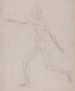 Menselijke figuur, lateraal aanzicht (Gerelateerd aan Tabel XIII, gedetailleerde studie van de bloedvaten die de spieren voorzien) door George Stubbs