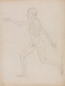 Menselijke figuur, zijaanzicht door George Stubbs
