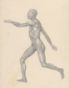 Menselijke Figuur, Lateraal Uitzicht, na Verwijdering van de Huid en de Onderliggende Fasciale Lagen (Voltooide Studie voor Tafel XIII)